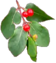 holly berries