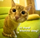 Watcha Doing
