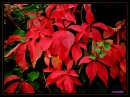 Red Autumn