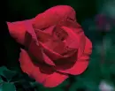 cute