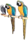 parrot trio