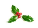 Holly