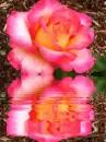 sunrise rose ripple