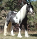 Horsie