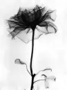 dark netting
