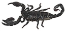 black emperor scorpion