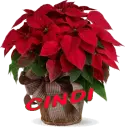 Christmas Flower - Cindi