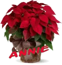 Christmas Flower- Annie