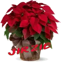 Christmas Flower - Jirzie