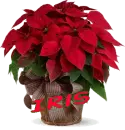 Christmas Flower - Iris