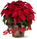 Christmas Flower - Sophia