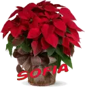 Chrismas Flower - Sofia