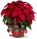 Christmas Flower - Judi