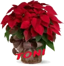 Chrismas Flower - Toni