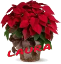 Christmas Flower - Laura