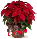 Christmas Flower - Lynn