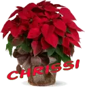 Christmas Flower - Chrissi