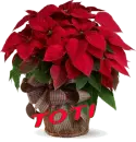 Christmas Flower - Toti