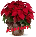Christmas Flower - Kimmy