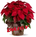 Christmas Flower - Daisy
