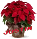 Christmas Flower - Justin
