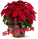 Christmas Flower - Shonna