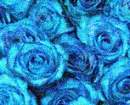 rosas azules