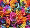 rosas arcoiris