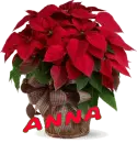 Christmas Flower - Anna