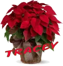 Christmas Flower - Tracey