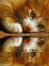 orange kitty cat