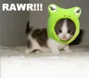RAWR froggy/kitty