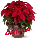Christmas Flower - Darla