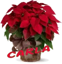 Christmas Flower - Carla