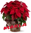 Christmas Flower - Marla