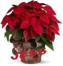 Christmas Flower - Jess