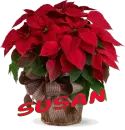 Christmas Flower - Susan