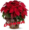 Christmas Flower - Donna