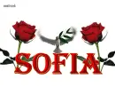 white dove ~~ Sofia 