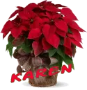 Christmas Flower - Karen