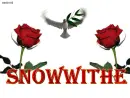 white dove ~~ Snowwithe
