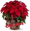 Christmas Flower - Gilda