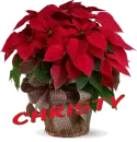 Christmas Flower - Christy