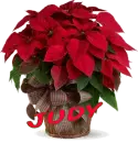Christmas Flower - Judy
