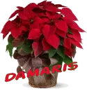 Christmas Flower - Damaris