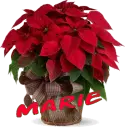 Christmas Flower - Marie