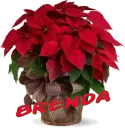 Christmas Flower - Brenda