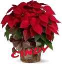 Christmas Flower - Cindy