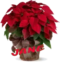 Christmas Flower - Jane