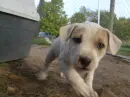 pitbull puppy